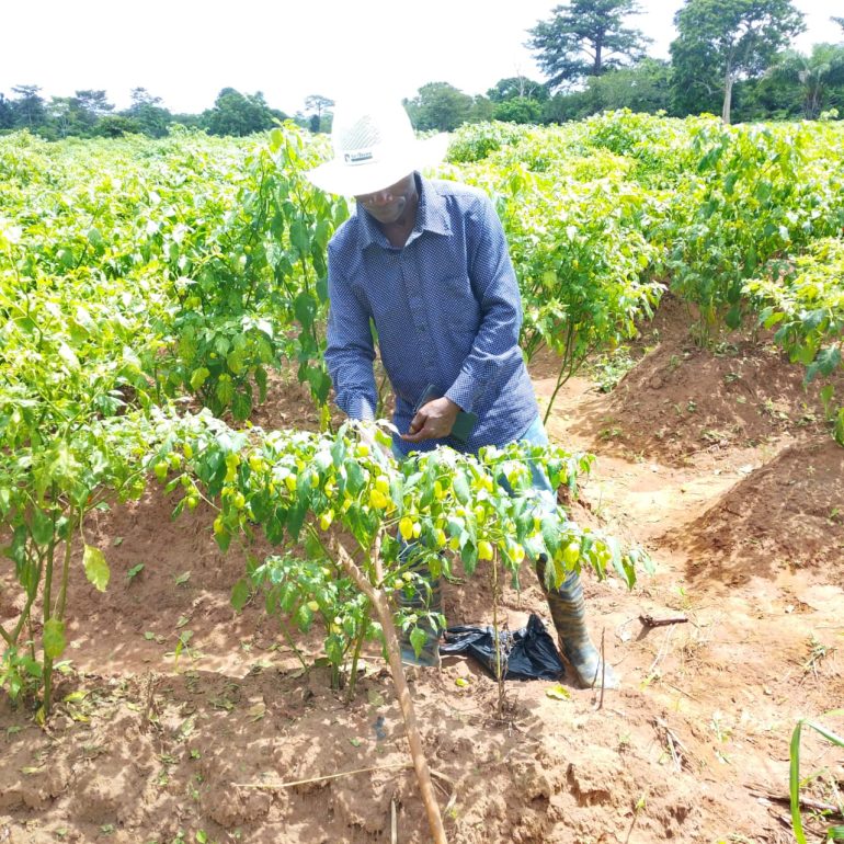 High market demand drives Bono East farmers into vegetable production