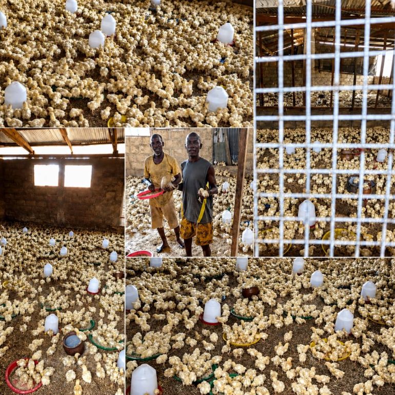 Farmer appeals for poultry processing plant in Asene Manso Akroso 