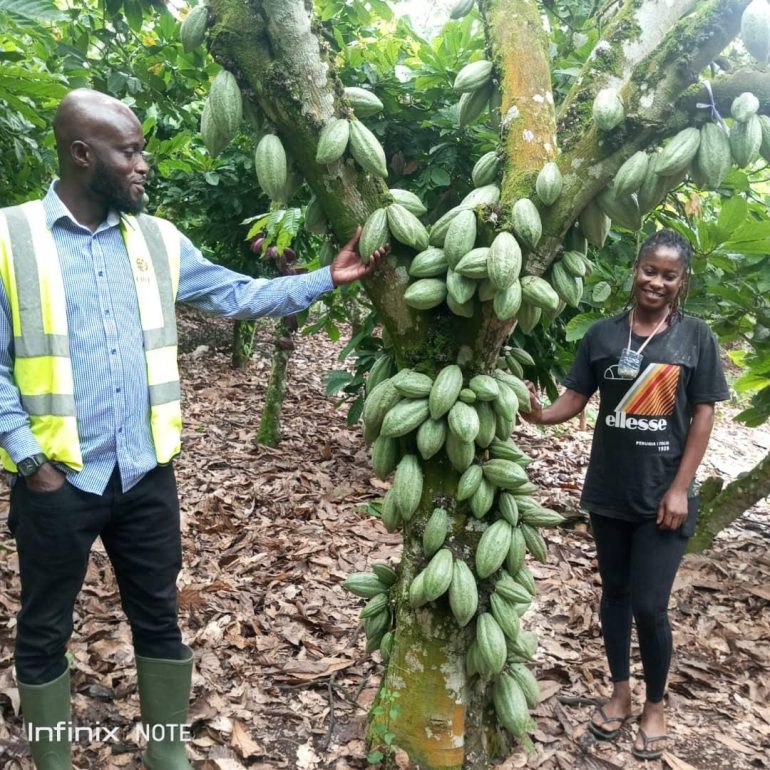 COCOBOD supports four institutions with 5,920 cocoa seedlings