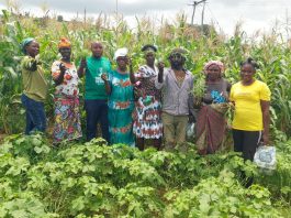 Northern Ghana faces up to 60% cereal losses from Striga infestation