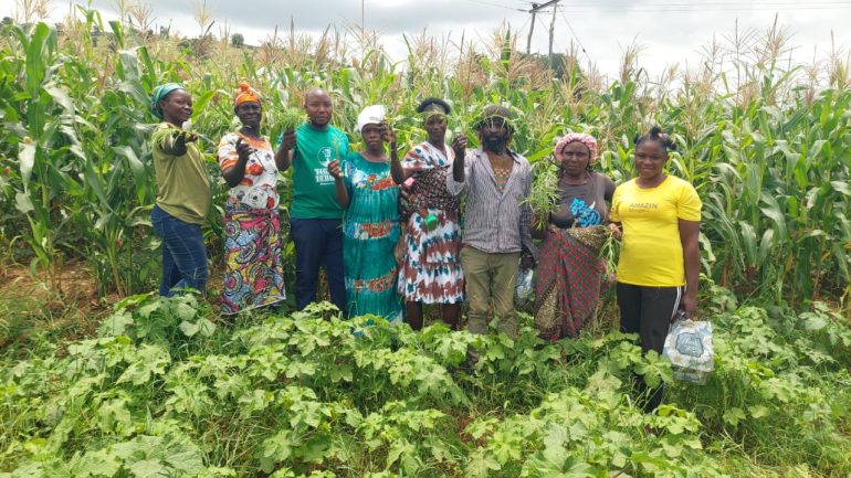 Northern Ghana faces up to 60% cereal losses from Striga infestation