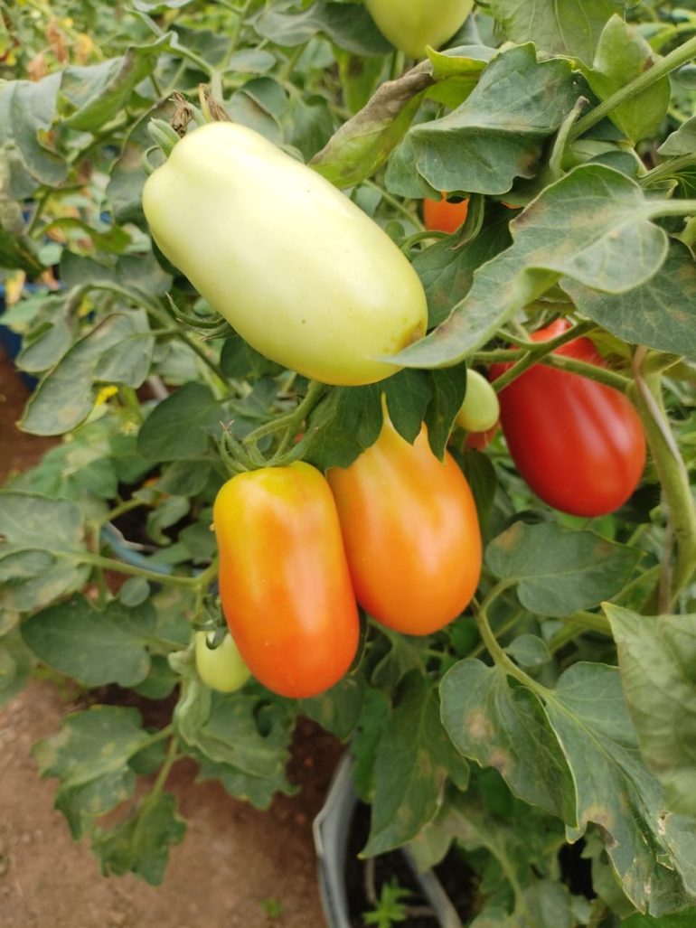 Ghana explores climate-resilient tomato varieties for greenhouse farming