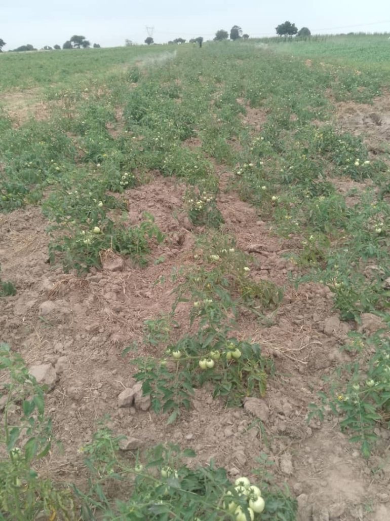 MoFA urged to probe tomato seedling deaths in Ada