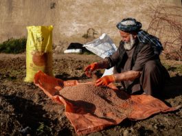 Rising fertilizer prices are putting essential inputs beyond the reach of many Afghan farmers, threatening the country’s 2027 wheat harvest. ©FAO/ Hashim Aziz