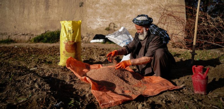Rising fertilizer prices are putting essential inputs beyond the reach of many Afghan farmers, threatening the country’s 2027 wheat harvest. ©FAO/ Hashim Aziz