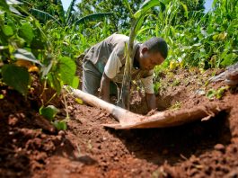 A farmer preparing soil in Kenya. ©FAO/Christena Dowsett