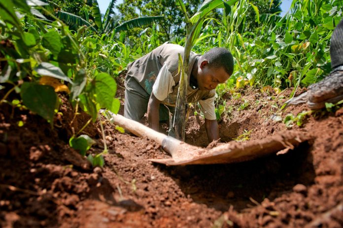 A farmer preparing soil in Kenya. ©FAO/Christena Dowsett