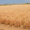 A wheat field in Azerbaijan. ©FAO/Javid Gurbanov