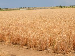 A wheat field in Azerbaijan. ©FAO/Javid Gurbanov