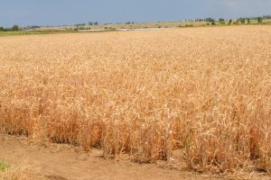 A wheat field in Azerbaijan.©FAO/Javid Gurbanov