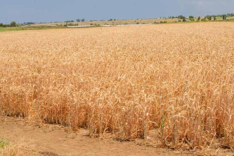 A wheat field in Azerbaijan. ©FAO/Javid Gurbanov