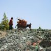 Transporting firewood in Afghanistan. ©FAO/Sahil