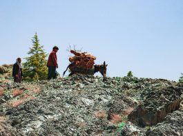 Transporting firewood in Afghanistan. ©FAO/Sahil