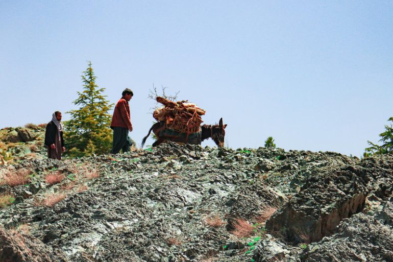 Transporting firewood in Afghanistan. ©FAO/Sahil