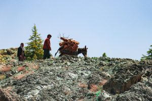 Transporting firewood in Afghanistan.©FAO/Sahil