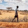 The Federal Government of Somalia and the United Nations warn that projected flooding and funding shortfalls could worsen the hunger crisis and push more people – especially children - into extreme food insecurity and acute malnutrition. ©FAO