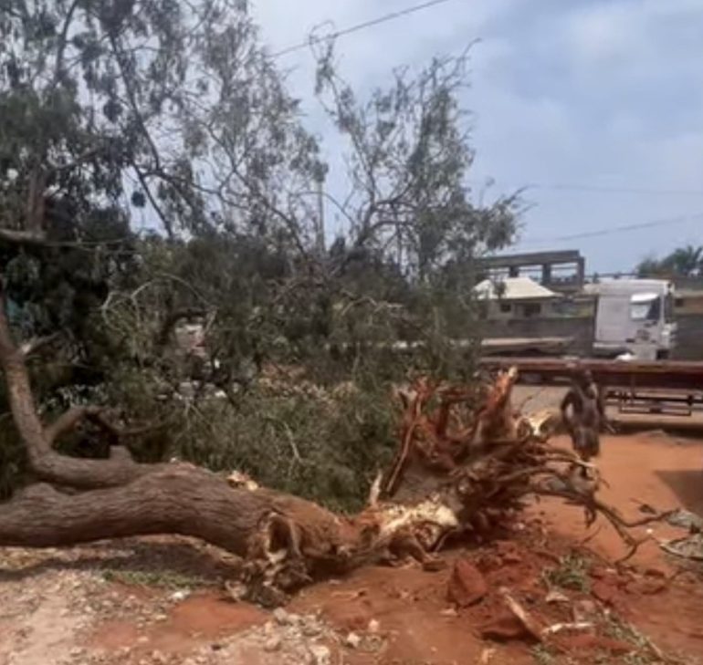 Tema Assembly warns against illegal tree felling