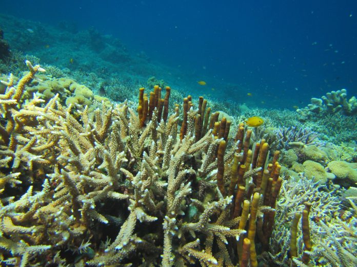Coral Accelerator Program (CAP) 2026 (up to USD$ 1 million per project) Coral Accelerator Program (CAP) 2026 (up to USD$ 1 million per project)