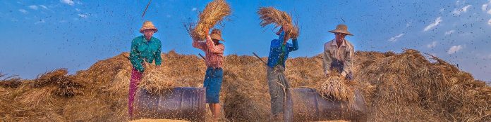 Seed Fund for Research and Training (SFRT)