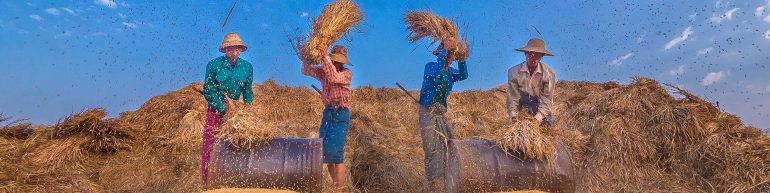 Seed Fund for Research and Training (SFRT)