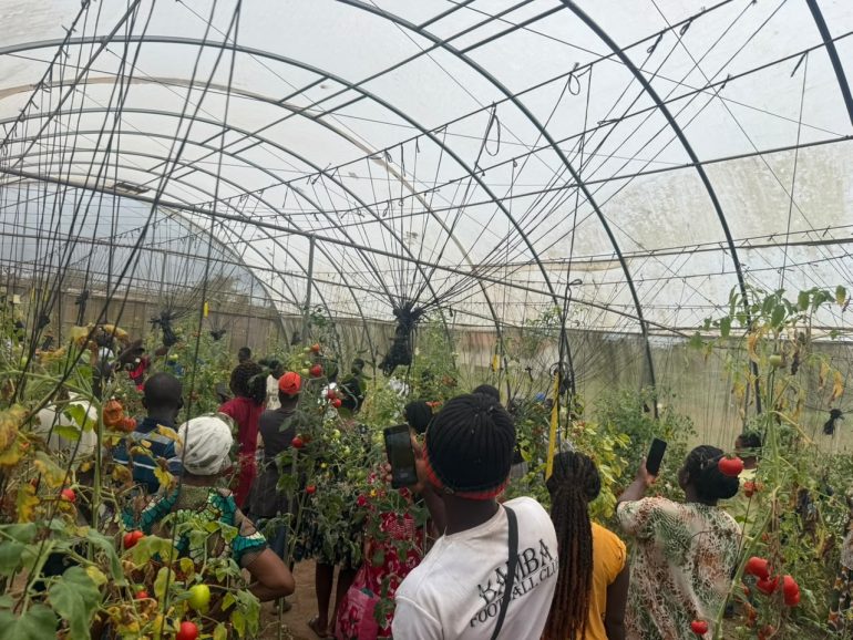 Farmers trained in greenhouse tomato production to cut imports