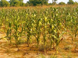 Dry spell leaves maize, soybean crops withering in Sissala districts