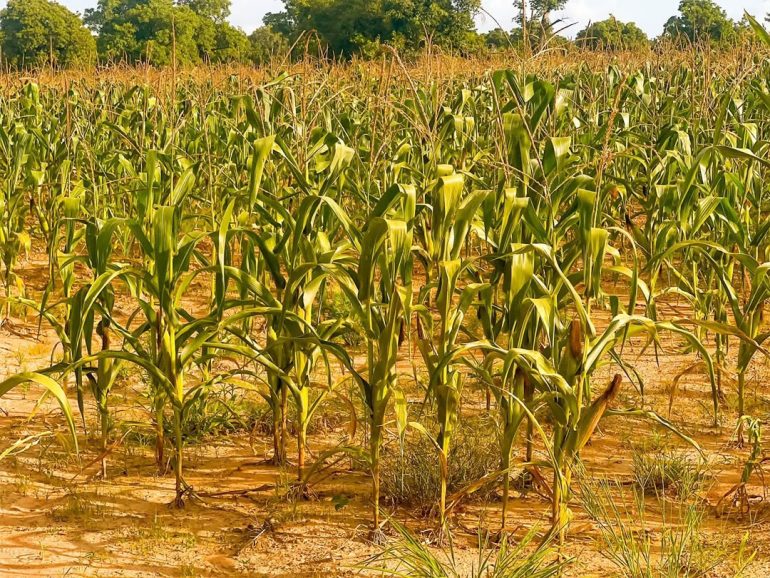 Dry spell leaves maize, soybean crops withering in Sissala districts