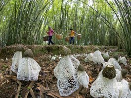 Forests and trees support food security and nutrition by providing fruits, nuts, tubers, mushrooms, edible insects and wild meat, with more than 50,000 wild species used for food, medicine and other purposes. ©FAO / Jianxing Zhu