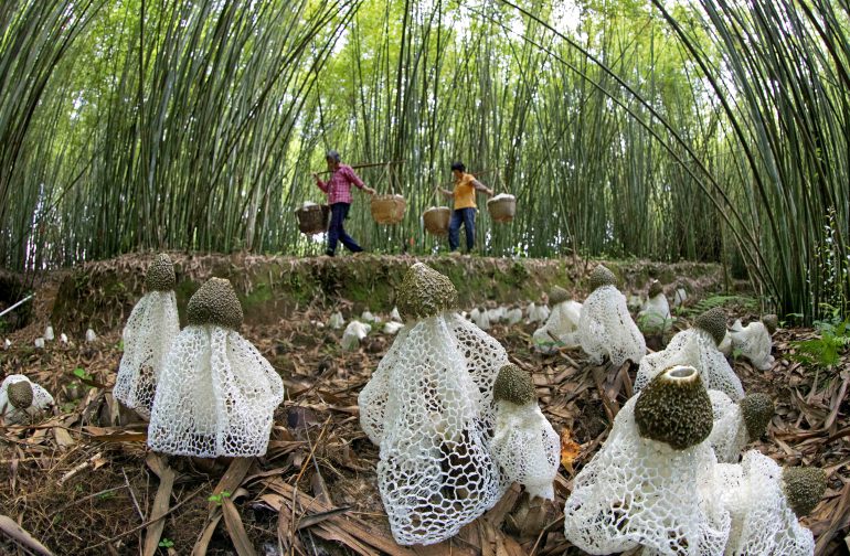 Forests and trees support food security and nutrition by providing fruits, nuts, tubers, mushrooms, edible insects and wild meat, with more than 50,000 wild species used for food, medicine and other purposes. ©FAO / Jianxing Zhu