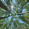 Kleinhans Fellowship for Community Forestry Research