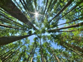 Kleinhans Fellowship for Community Forestry Research
