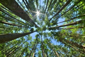 Kleinhans Fellowship for Community Forestry Research