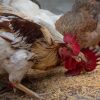 Livestock production systems, including poultry, provide one-third of the world’s total protein supply and are undergoing profound changes ©FAO/Candida Villa-Lobos