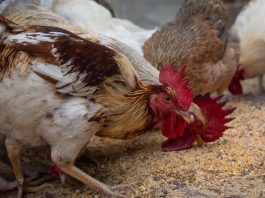 Livestock production systems, including poultry, provide one-third of the world’s total protein supply and are undergoing profound changes ©FAO/Candida Villa-Lobos