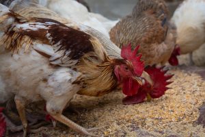 Livestock production systems, including poultry, provide one-third of the world’s total protein supply and are undergoing profound changes©FAO/Candida Villa-Lobos