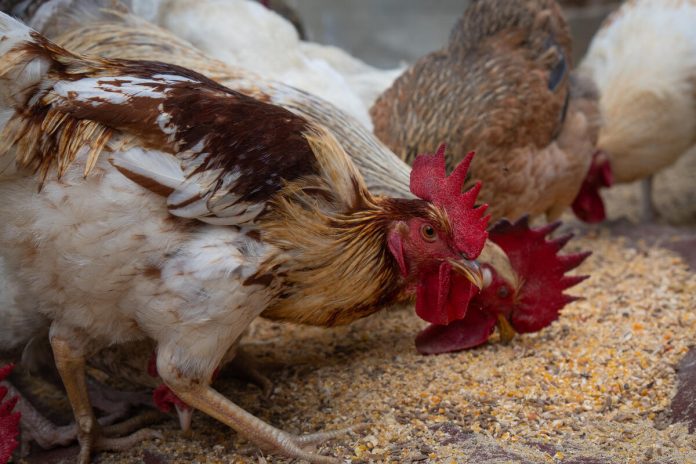 Livestock production systems, including poultry, provide one-third of the world’s total protein supply and are undergoing profound changes ©FAO/Candida Villa-Lobos