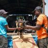 Goats arriving at a distribution site in Hinche, Centre department, Haiti, August 2026. ©FAO / Luca Muzi