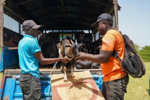 Goats arriving at a distribution site in Hinche, Centre department, Haiti, August 2026.©FAO / Luca Muzi