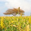 A sorghum field in Sudan. ©FAO/Mahmoud Shamrouk