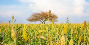 A sorghum field in Sudan.©FAO/Mahmoud Shamrouk