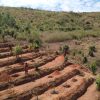 The 2026 edition of FAO’s SOFO report examines how forest and landscape restoration can be expanded to deliver lasting benefits for people and the environment. ©FAO / Nicholas Oloo