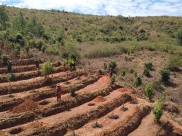 The 2026 edition of FAO’s SOFO report examines how forest and landscape restoration can be expanded to deliver lasting benefits for people and the environment. ©FAO / Nicholas Oloo