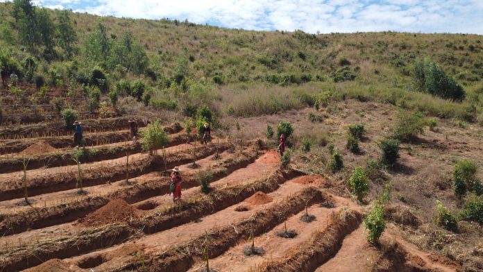 The 2026 edition of FAO’s SOFO report examines how forest and landscape restoration can be expanded to deliver lasting benefits for people and the environment. ©FAO / Nicholas Oloo
