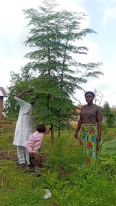 Growing Resilience: How Moringa Canopies Could Help Cool Smallholder Communities