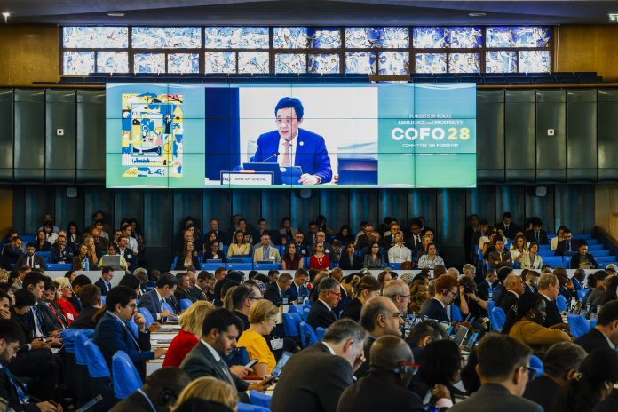 As FAO's highest global intergovernmental body on forestry, COFO has been fostering international collaboration, policy dialogue and technical guidance on forest-related issues since 1971. ©FAO/Giuseppe Carotenuto