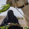The SANABEL Project will work with farmers, businesses and local institutions to make agricultural value chains stronger, more productive and better connected to markets ©UNDP/Yemen 2024