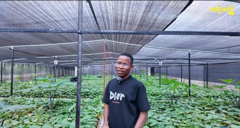Climate-smart snail farm in Ghana targets 20,000 snails at full capacity