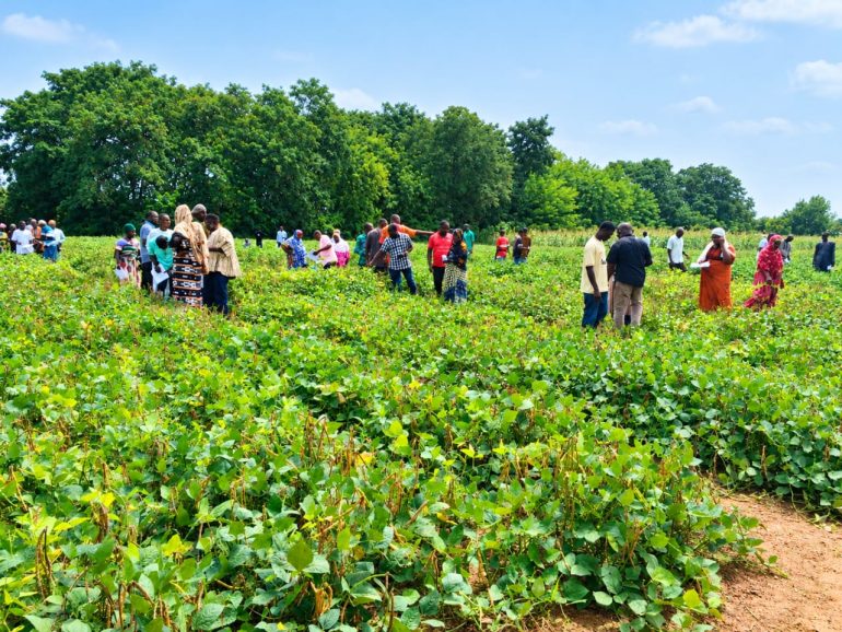 Farmers participate in selection of improved cowpea varieties in Wa