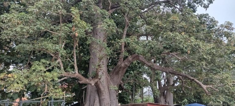 Ghana launches project to pap Baobab population nationwide