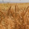 Wheat growing in Iraq. ©FAO/Ismael Adnan